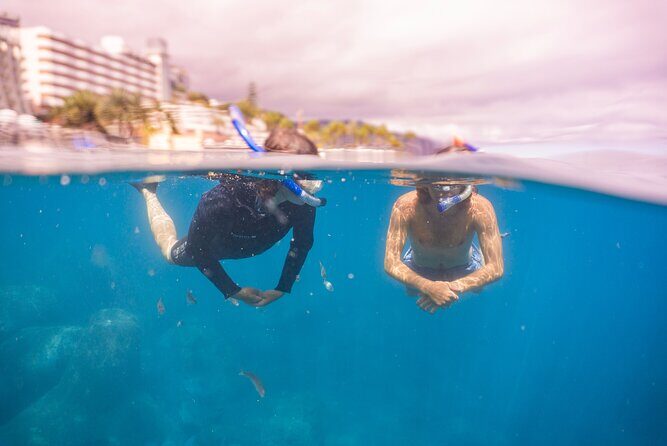 Funchal: Snorkeling Adventure in Eco-Park / Shore or by Boat - What You’ll See: Madeira’s Underwater Cast of Characters