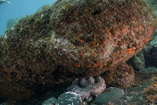 Funchal: Snorkeling Adventure in Eco-Park / Shore or by Boat - Should You Book This Marine Eco Park Snorkeling in Funchal?