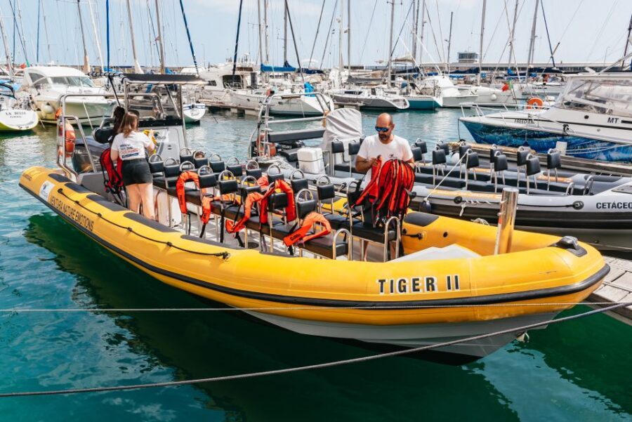 Funchal: Whale and Dolphin Watching Speed Boat Tour - Key points to know before you go