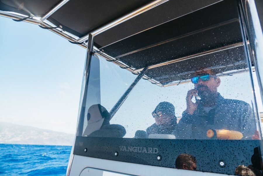 Funchal: Whale and Dolphin Watching Speed Boat Tour - Should you book this Madeira whale and dolphin speed boat tour?