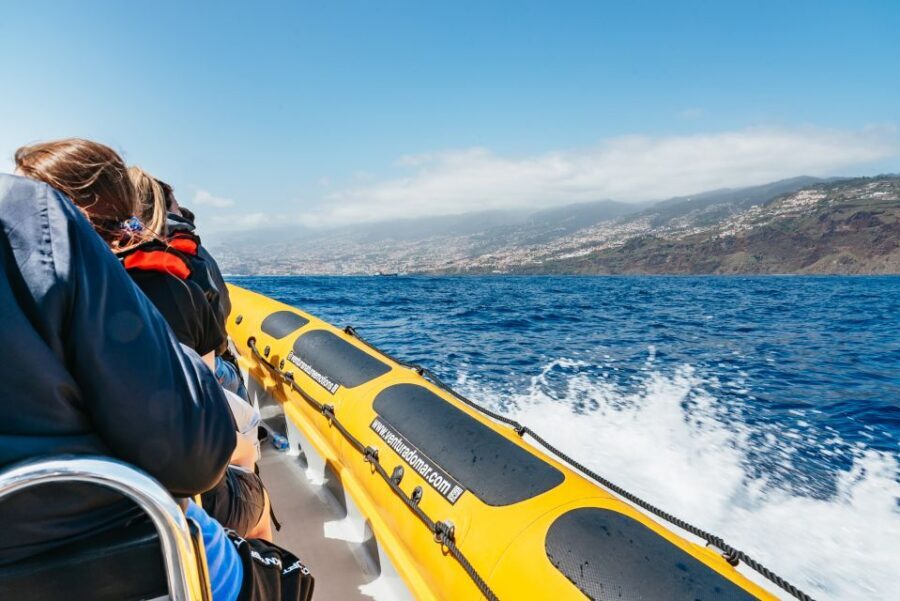 Funchal: Whale and Dolphin Watching Speed Boat Tour - What you might see: dolphins, whales, and multiple pods
