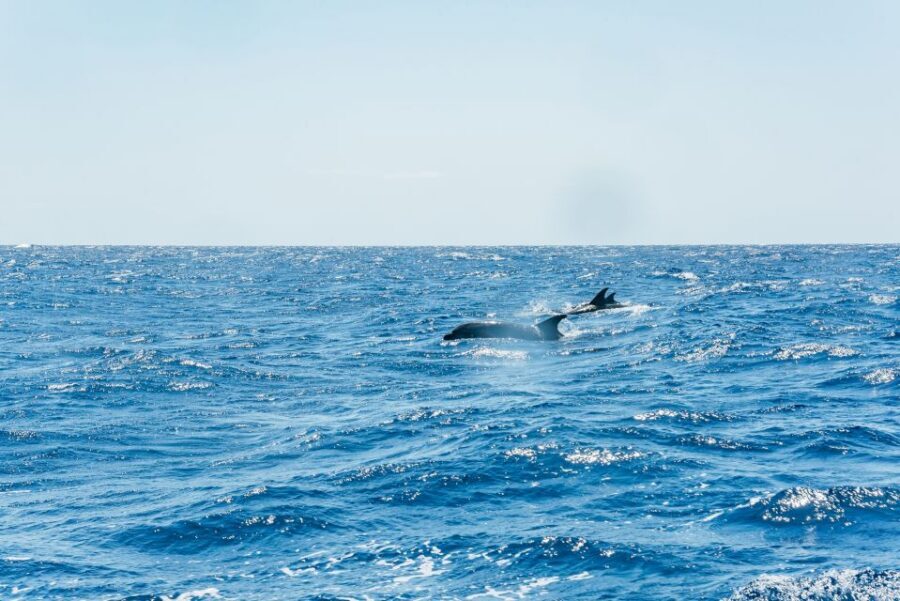 Funchal: Whale and Dolphin Watching Speed Boat Tour - Comfort and gear: how to enjoy the spray without ruining your photos