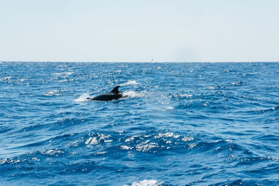 Funchal: Whale and Dolphin Watching Speed Boat Tour - Price and value: is $56 worth it in Madeira?