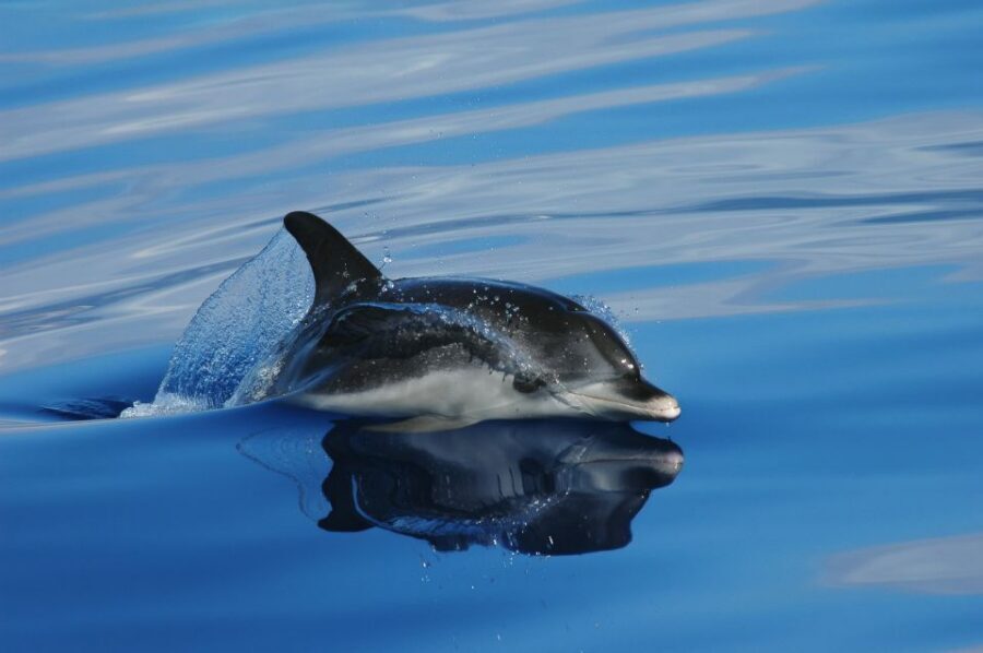 Funchal: Whale and Dolphin Watching Speed Boat Tour - The speed boat advantage: why the RIB-style ride helps you spot whales