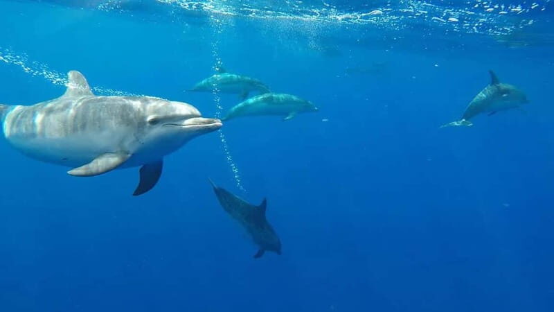 Funchal: Whale Watching and Swimming with Dolphins Cruise - Key things to know before you go
