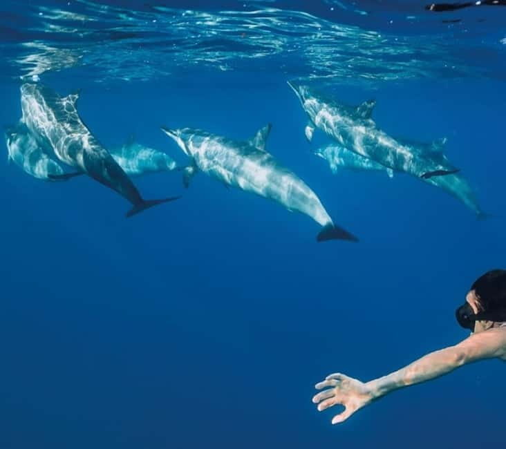 Funchal: Whale Watching and Swimming with Dolphins Cruise - The First 10 Minutes: Safety Briefing Before You Go Looking