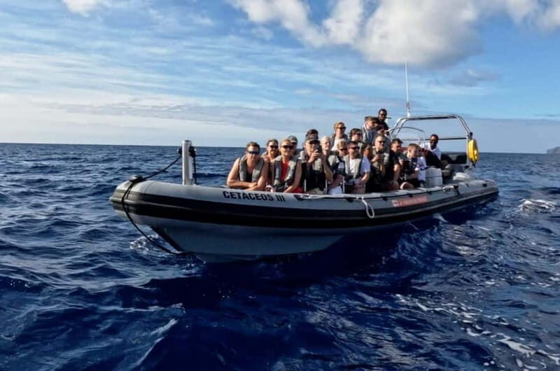 Funchal: Whale Watching and Swimming with Dolphins Cruise - Spotting Whales and Dolphins Off Madeira: How the Best Moments Unfold