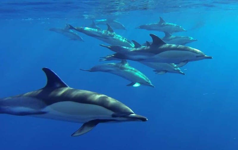 Funchal: Whale Watching and Swimming with Dolphins Cruise - The Marine Biologist Part: What You Learn (and Why It Changes the Trip)