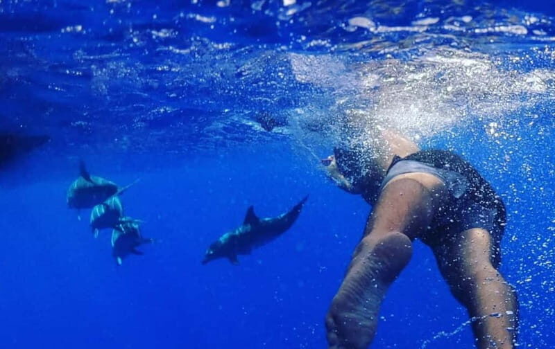 Funchal: Whale Watching and Swimming with Dolphins Cruise - Swimming With Dolphins and Turtles: The Part You’ll Hope For