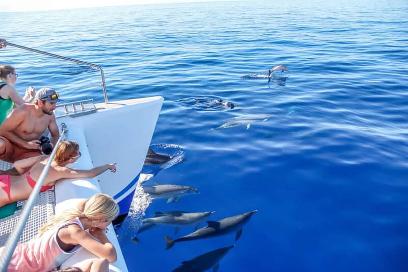 Funchal:Hop-on Hop-off Bus & Whale & Dolphin boat Excursion - A Two-Day Combo That Shows Madeira From Street Level and the Atlantic