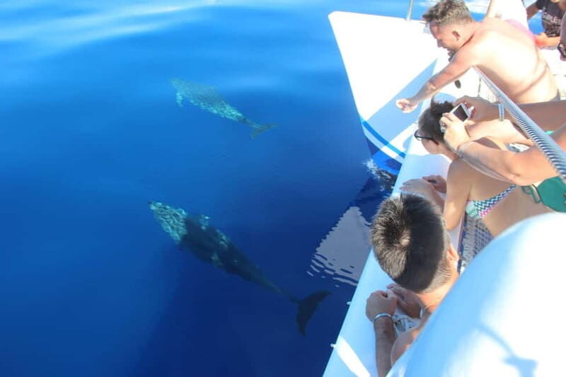 Funchal:Hop-on Hop-off Bus & Whale & Dolphin boat Excursion - VMT Catamaran: Whale and Dolphin Watching on the Atlantic