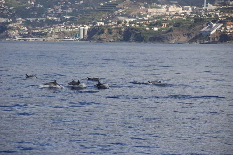 Funchal:Hop-on Hop-off Bus & Whale & Dolphin boat Excursion - Free Madeira Wine Tasting and Bordal Embroidery: The Cultural Bonus