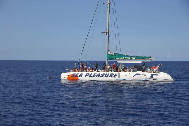 Funchal:Hop-on Hop-off Bus & Whale & Dolphin boat Excursion - Price and Logistics: Is $54 Worth It?
