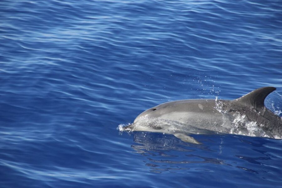 Funchal:Hop-on Hop-off Bus & Whale & Dolphin boat Excursion - Who Should Book This Madeira Pass (and Who Should Skip It)