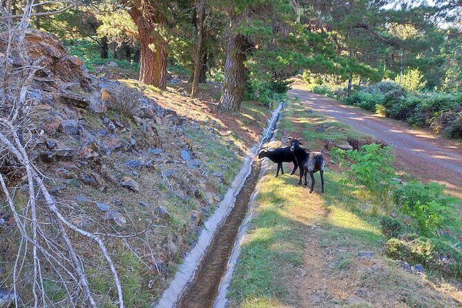 Gastro hike (Private Tour) - Pickup in Funchal, Caniço, and Câmara de Lobos