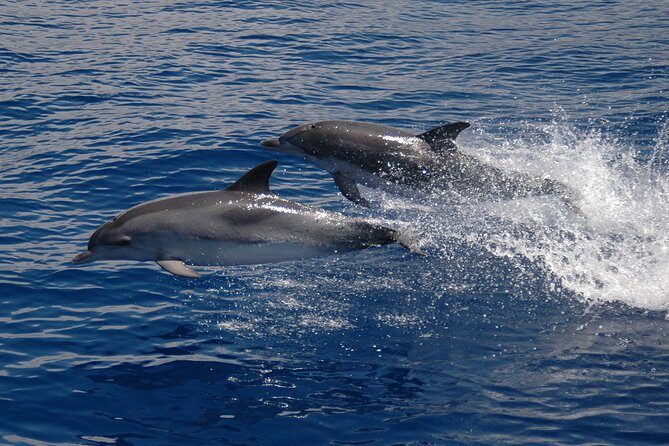 Half-day Catamaran Trip from Funchal - A half-day catamaran from Funchal that feels free, not forced