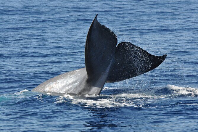 Half-day Catamaran Trip from Funchal - Cruising Madeira’s coast: panoramic views and a real wildlife hunt