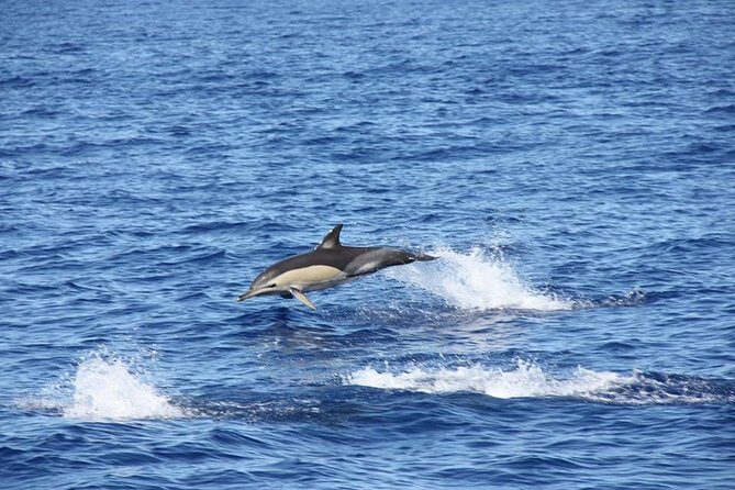 Half-day Catamaran Trip from Funchal - The Cabo Girão swim stop: where the water moment actually happens