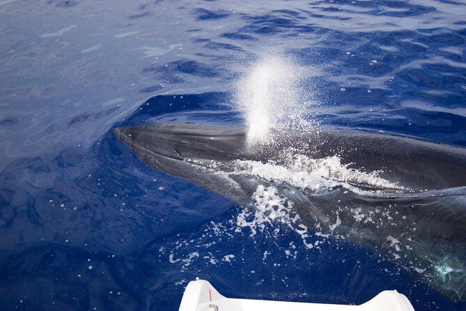 Half-day Catamaran Trip from Funchal - Crew and comfort on the Seaborn Catamaran: small details that change the mood