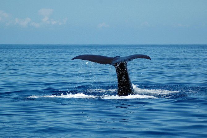 Half-day Catamaran Trip from Funchal - From Seaborn Catamaran to the open Atlantic: start smart