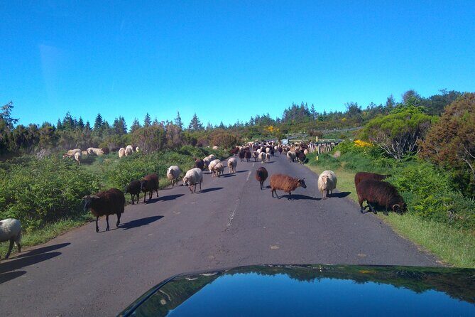 Half Day Jeep Safari Tour at Pico Areeiro and Santo da Serra - Santo da Serra: a calmer parish stop for green breaks