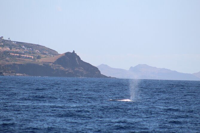 Half Day Madeira Island Cruise with Lunch - Getting on Board: Start Point, Pickup, and Timing