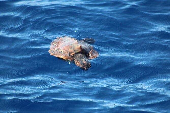Half Day Madeira Island Cruise with Lunch - The Cruise Route: Coastal Views and Wildlife Chances