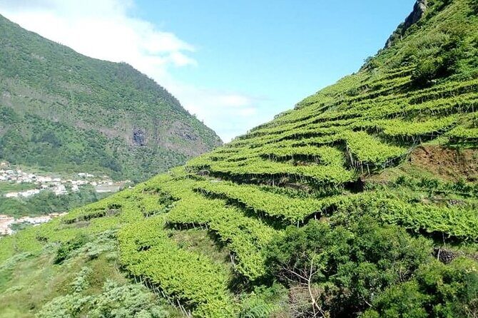 Half-Day Small-Group Wine Tour in Madeira - Entering the vineyard with a producer and enologist