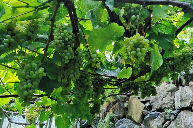 Half-Day Small-Group Wine Tour in Madeira - Wine tasting that’s more than a sip-and-go