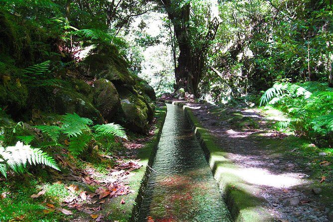 Hidden Corners: Levada Walk from Funchal - Key Things You’ll Notice on This Levada Walk