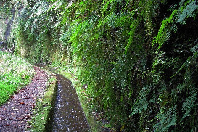 Hidden Corners: Levada Walk from Funchal - Plants and Medicinal Herbs: Learning to Spot Flora in Real Conditions