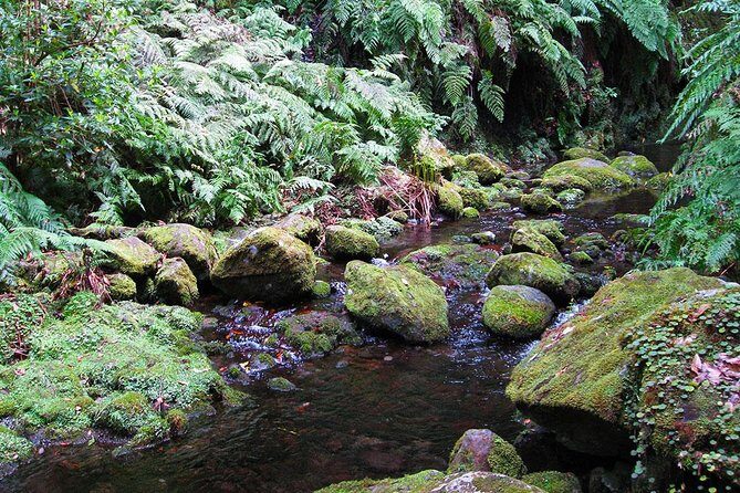 Hidden Corners: Levada Walk from Funchal - What to Pack: Sturdy Shoes and a Picnic You’ll Be Glad You Planned