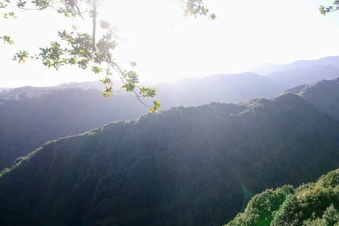 Hike in Laurisilva Levada do Rei - Madre of Life small Group guided walk - Your Guide and the Flora Details You’ll Actually Use