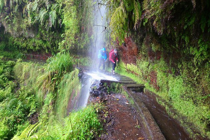 Hike in Laurisilva Levada do Rei - Madre of Life small Group guided walk - The Small-Group Advantage (Why Max 8 Matters on Madeira)