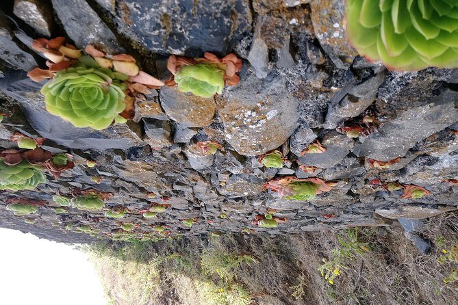 Hike Larano, Boca do Risco Porto da Cruz Levada in a small group - How the Engenhos do Norte rum stop fits (it’s not just a souvenir)