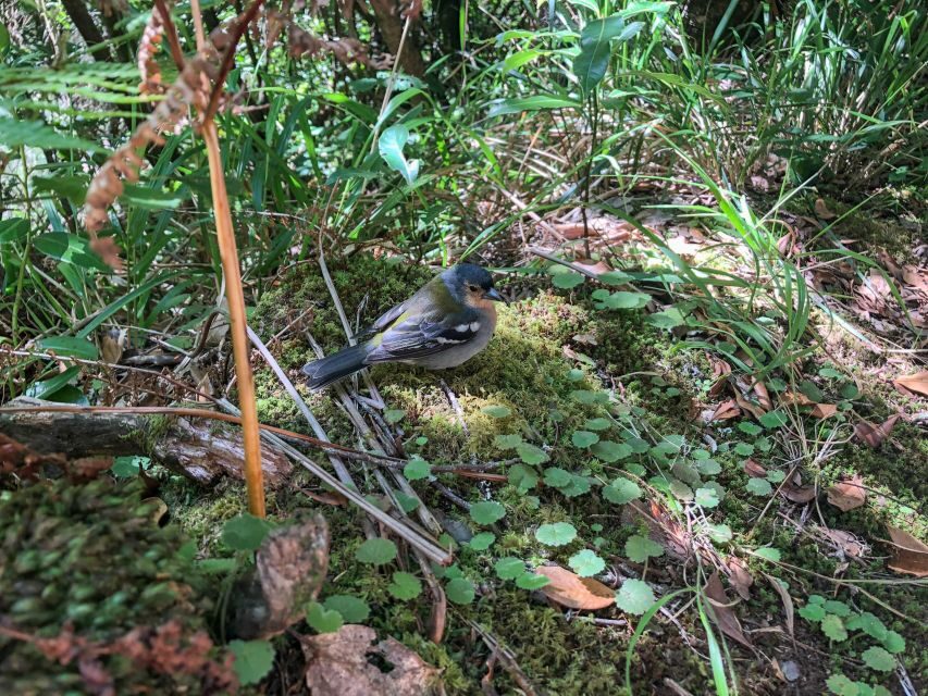 Hiking Trip with a Local - UNESCO Laurissilva: The Forest Walk That Changes How You See Madeira