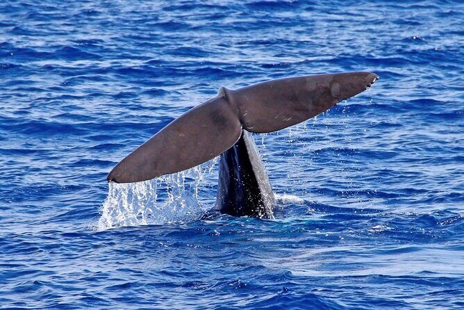 Hop-on Hop-off Bus Tour and Catamaran Whale & Dolphin Watching - Avenida do Mar to the City Gates: classic landmarks with minimal effort