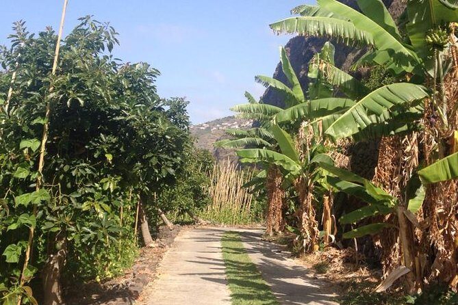 Incredible tour to a 'Faja' with a story - Fajã dos Padres: one of Madeira’s most unusual places to visit