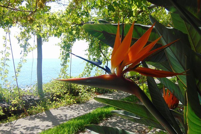 Incredible tour to a 'Faja' with a story - Fruit tasting and the terrace restaurant: what you should plan