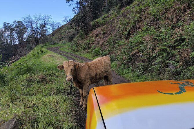 Jeep Adventure to Volcanic Pools & UNESCO Forest Treasures - How the guide makes this tour worth it (Nuno is a big clue)