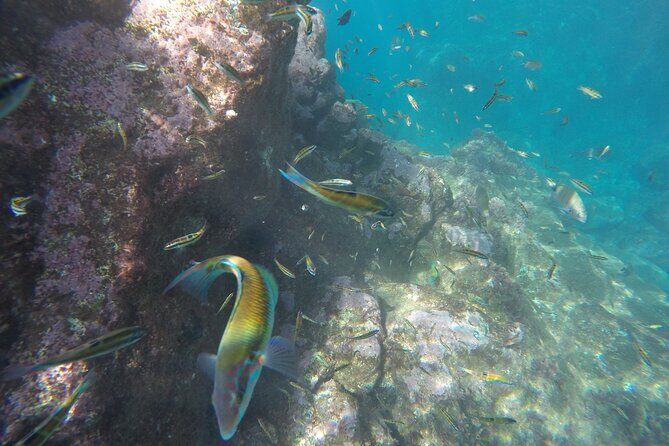 Kayak and Snorkeling Tour in Underwater Nature Reserve Garajau - FAQ