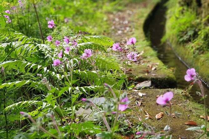 Kings Levada - São Jorge - Stops and picnic lunch: timing the breaks like a pro