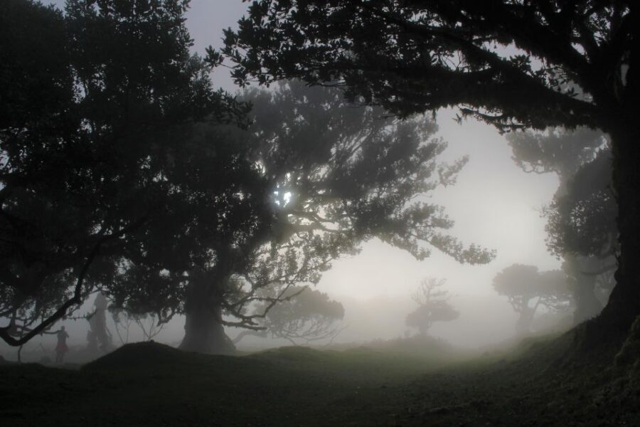 Let-Me-Surprise-You Madeira Full Day Private Tour - Private Pickup and Drop-Off That Actually Saves Time