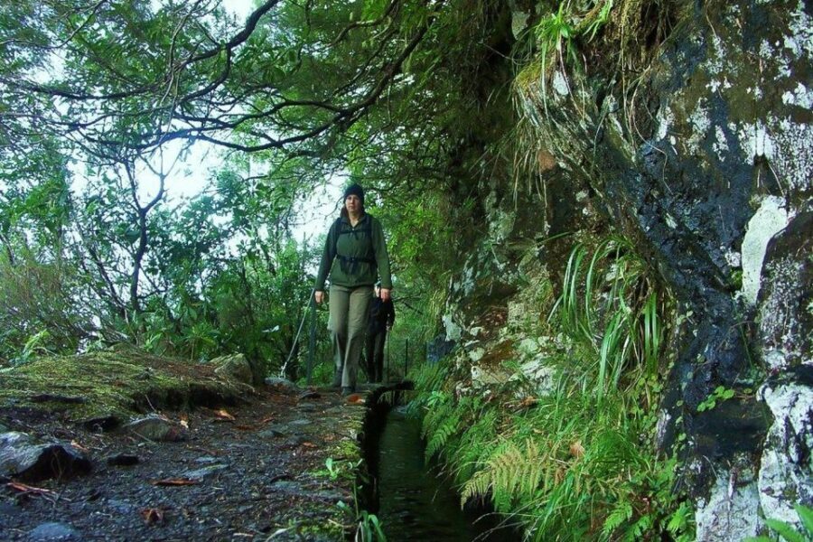 Levada Walk and Caldeirao Verde Waterfalls: Madeira - Key things you’ll notice on the Levada Walk to Caldeirão Verde