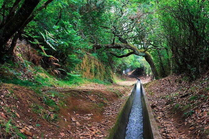 Levada Walk from Ribeiro Frio to Portela - Key highlights worth knowing before you go