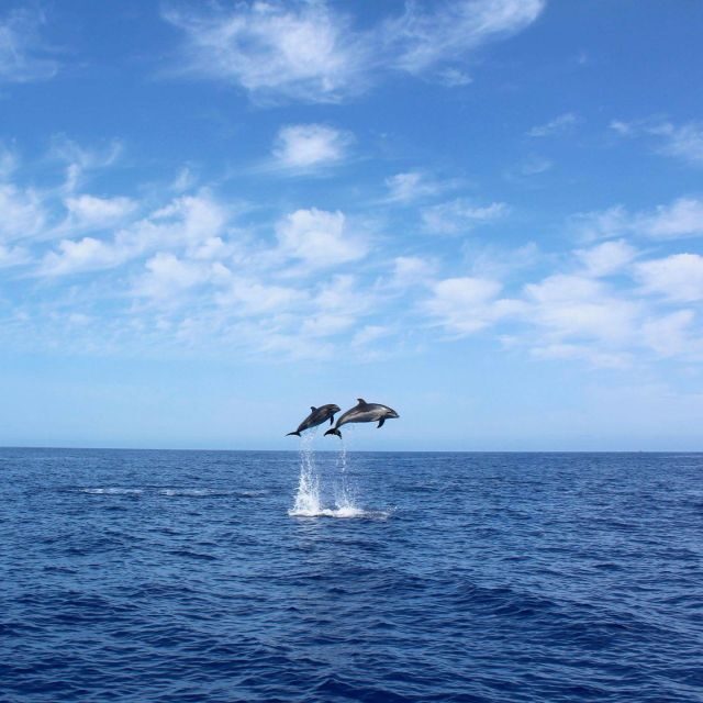 Madeira: 2.5-Hour Whale and Dolphin-Watching Cruise - Key things I’d zoom in on