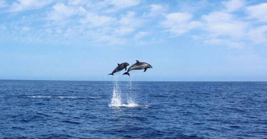 Madeira: 2.5-Hour Whale and Dolphin-Watching Cruise - Why Calheta’s Coast is a good place to look for whales and dolphins