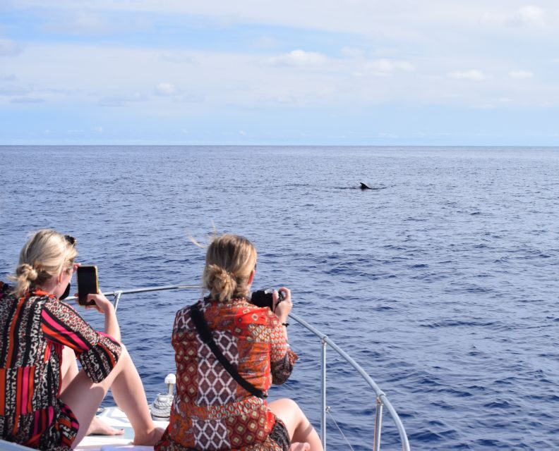 Madeira: 2.5-Hour Whale and Dolphin-Watching Cruise - How the cruise runs during the 2.5-hour spotting window