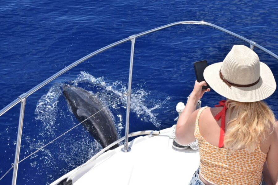 Madeira: 2.5-Hour Whale and Dolphin-Watching Cruise - The swim and snorkel stop: warm water, real marine life, easy gear