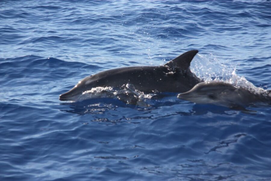 Madeira: 2.5-Hour Whale and Dolphin-Watching Cruise - What the crew does to keep it respectful (and why you should care)